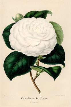 (image for) Cameliias